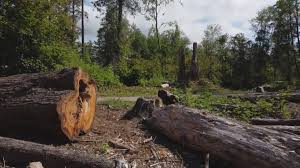 Best Tree Health Inspection  in Golf Manor, OH