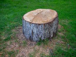 Best Storm Damage Tree Cleanup  in Golf Manor, OH