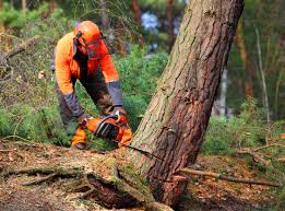 Best Tree and Shrub Care  in Golf Manor, OH