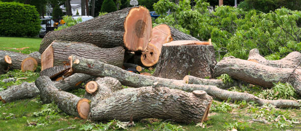 Best Arborist Consultation Services  in Golf Manor, OH