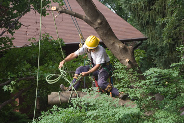 Best Firewood Processing and Delivery  in Golf Manor, OH
