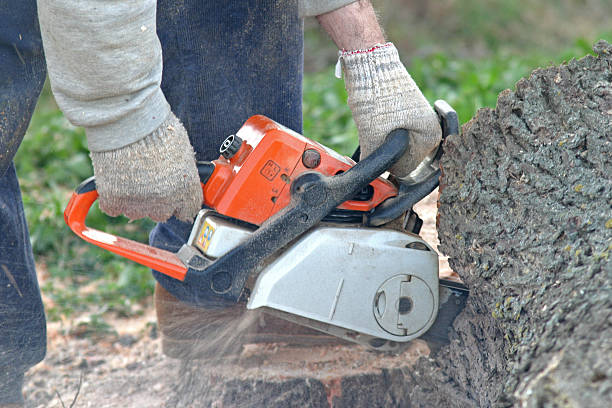 Golf Manor, OH Tree Care Company