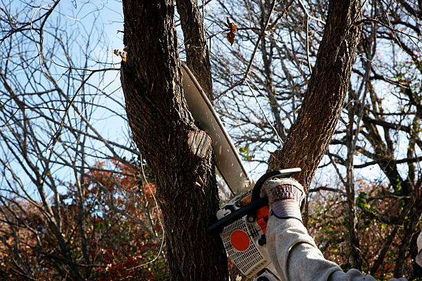 How Our Tree Care Process Works  in  Golf Manor, OH