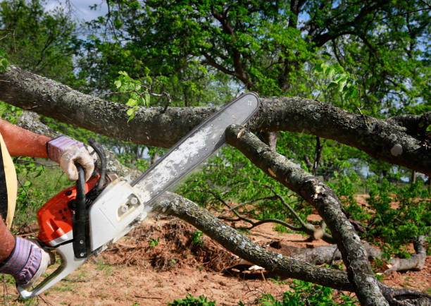 Best Tree Preservation Services  in Golf Manor, OH